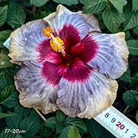 Taiwan Crimson Heart Queen - Cutting